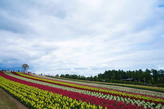 Full Day Tour Hokkaido Biei Green Pond and Furano Flower Sea - Group Size Limitations