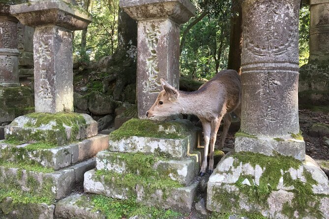 Half-Day Private Guided Tour to Nara City - Directions to Nara City