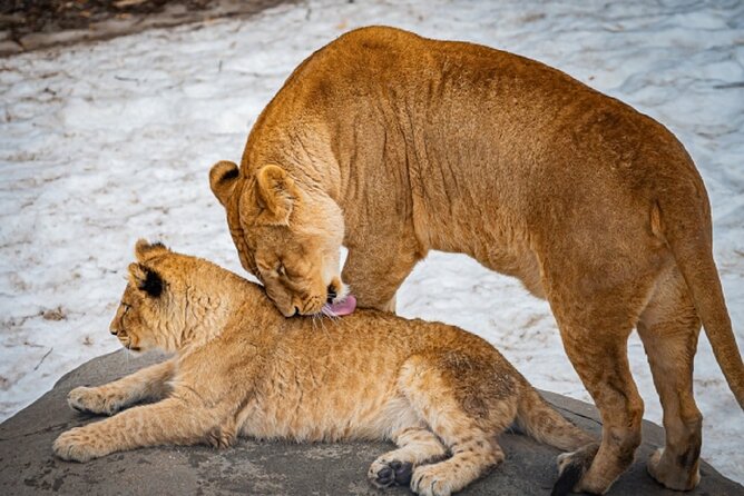 Hokkaido Asahiyama Zoo,Furano and Biei English/Chinese Bus Tour - Important Information