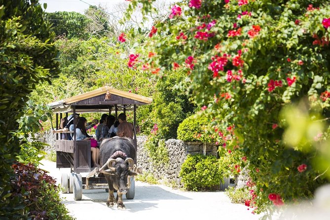 [Ishigaki]Phantom Island Snorkeling+ Taketomi Island Sightseeing - Price and Booking Information