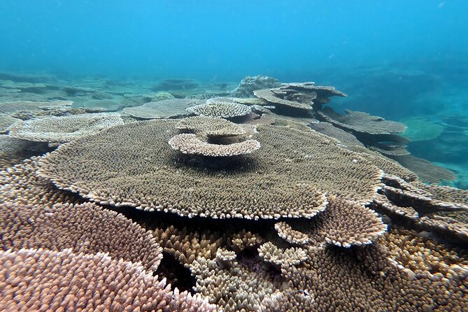 Kayak & Snorkel: Private Tour in Yanbaru, North Okinawa - Customer Reviews