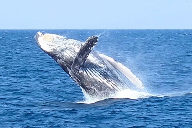 [Limited Time] From Onna Village (Maeda Fishing Port)! Whale Watching｜Completely Reserved Boat Charter Plan (4 Hour Course) - Directions to Maeda Fishing Harbor