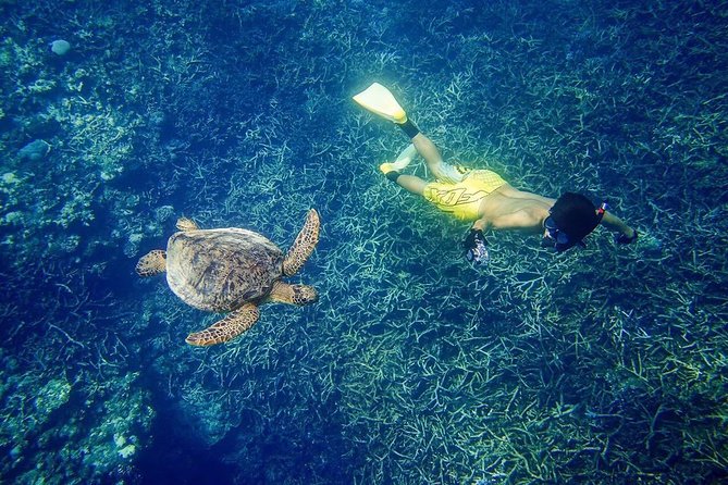 [Miyakojima, Diving Experience] Completely Charter Than 2 People Sea Turtle and Shark Sometimes Madaratobiei! Skin Diving at Deeper Points - Participant Requirements and Restrictions