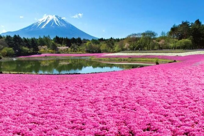 Mount Fuji and Hakone Private Tour With English Speaking Driver - Reviewer Comments