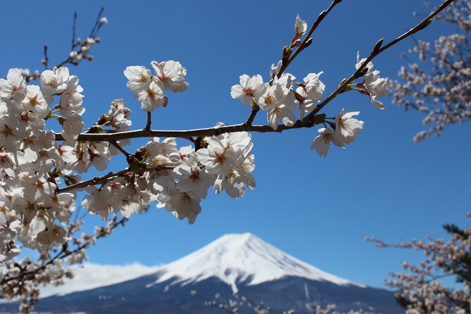 Mt. Fuji Cherry Blossom One Day Tour From Tokyo | Tokyo Ezine