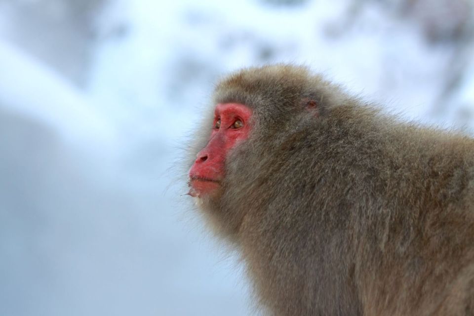 Nagano: Snow Monkeys, Zenkoji Temple & Sake Day Trip - Customer Reviews