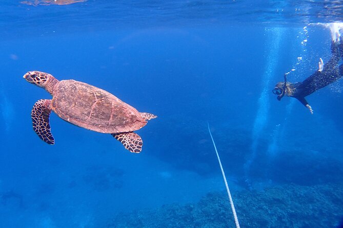 NAHA Snorkeling Boat Trip (Afternoon Half-day ) - Recap