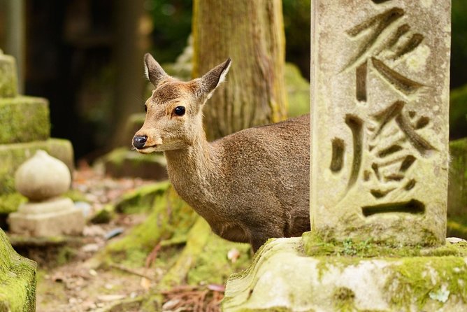 Nara Day Trip From Osaka With a Local: Private & Personalized - Recap