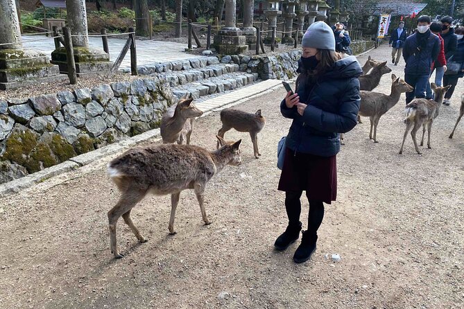 Nara Full-Day Private Tour With Government-Licensed Guide - Accessibility and Cancellation Policy