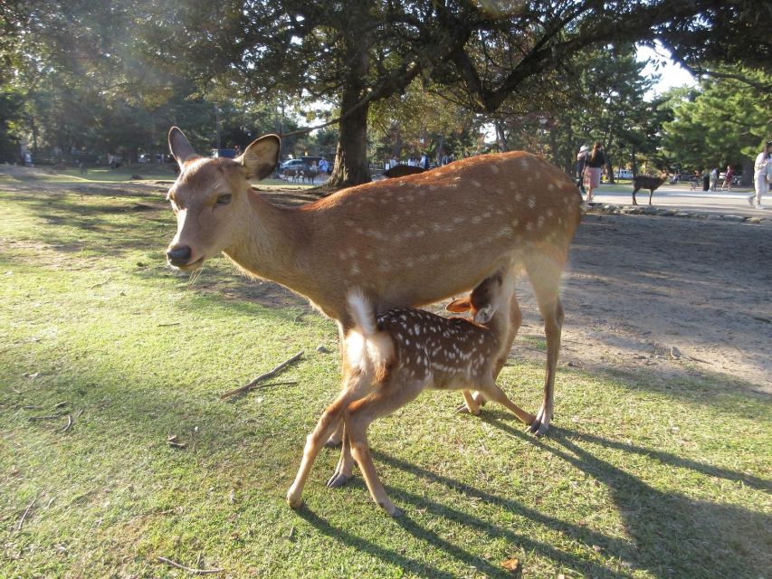 Nara: Giant Buddha, Free Deer in the Park (Italian Guide) - Highlights