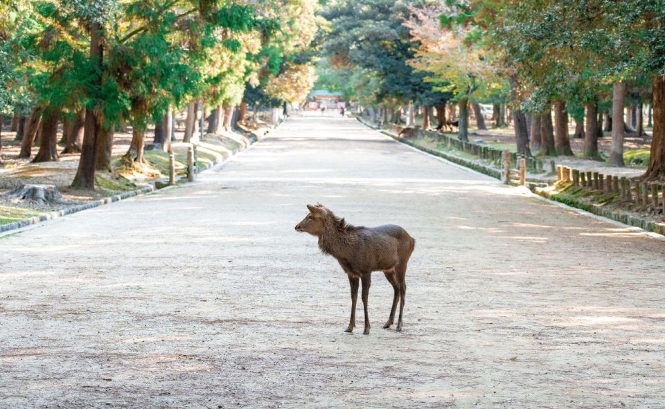 Nara: Private City Tour With A Local Guide - Recap