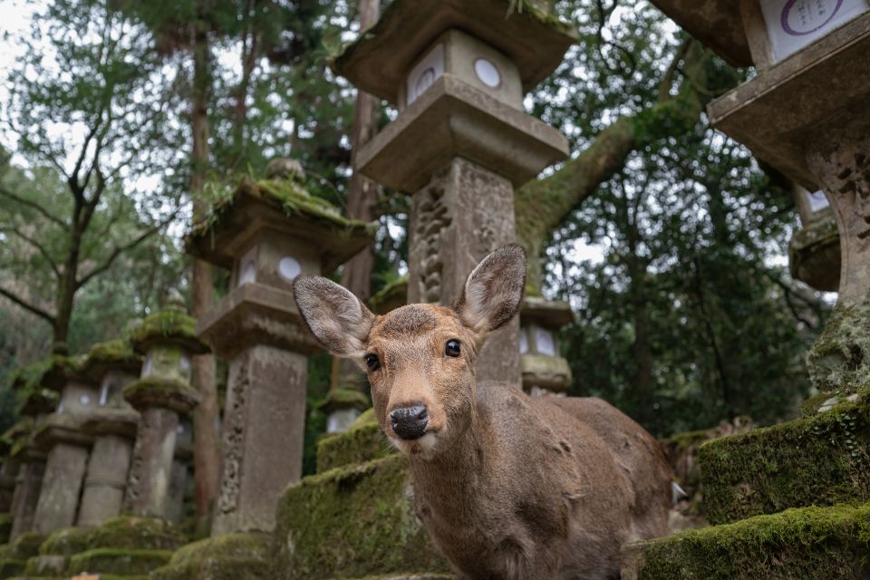 Nara: Todai-Ji and Nara Park (Guide In Spanish) - Conclusion