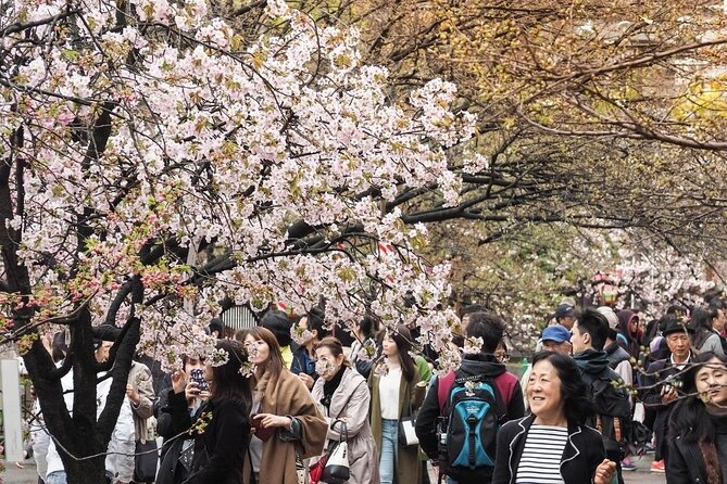 Osaka Cherry Blossom Tour With a Local: 100% Personalized Private - Pricing and Reservation Details