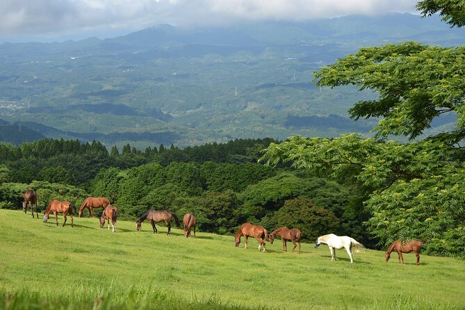 Pasture Hike With Horse Whisperer at Horse Trust in Kagoshima - Location and Directions