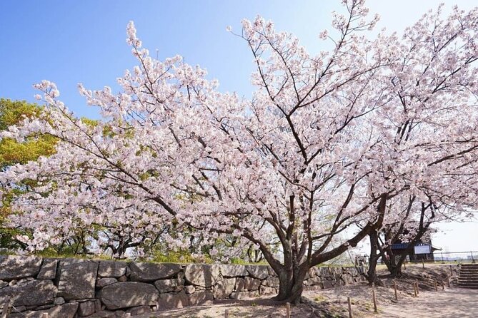 Private and Unique Fukuoka Cherry Blossom Sakura Experience - Reservation and Cancellation