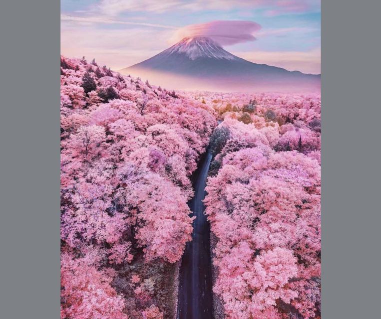 Private Day Trip to Mt. Fuji & Hakone Cherry Blossoms - Customer Reviews