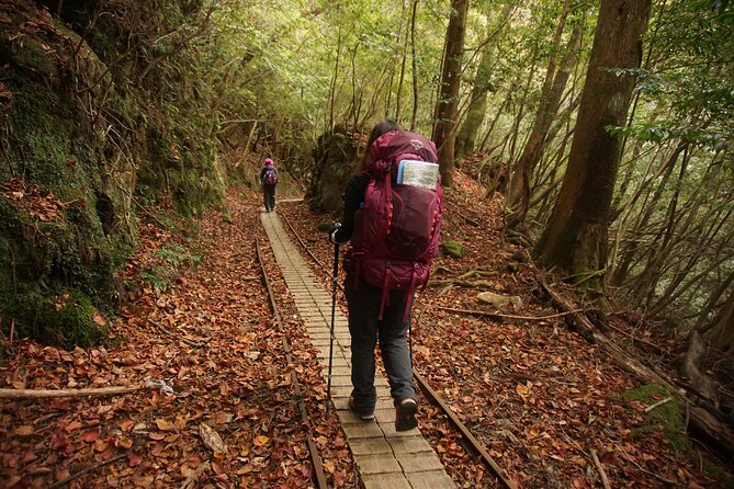 [Private Guide & Plan With Bento] Lets Walk in the Forest of Thousands of Years of Age! Jomon Cedar Day Trip Trekking [Special Lunch With Yakushima Ingredients! ] - Logistics