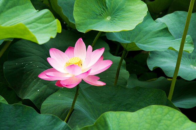 Private Lotus Leaf Art Botany Painting in Chuo City - End Point Details