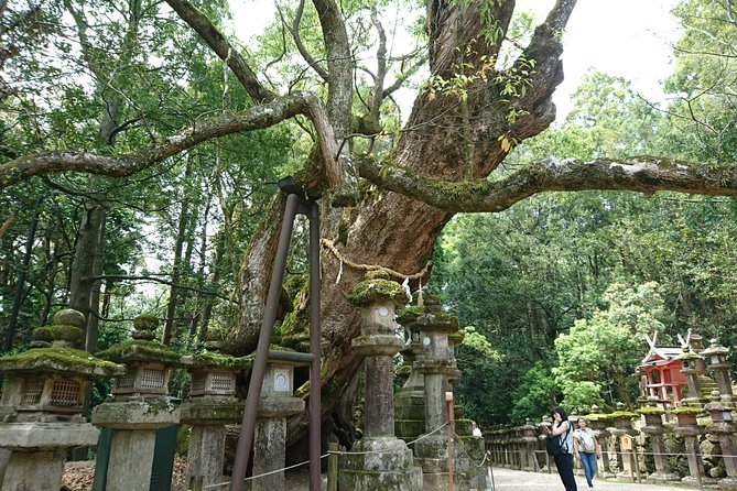 Relax in Nara: Deer Park, Todai-ji Temple and Merchants Town - Location and Duration