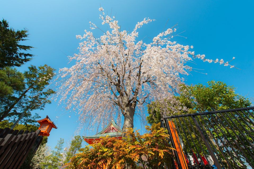 Sakura in Tokyo: Cherry Blossom Experience - Customer Reviews
