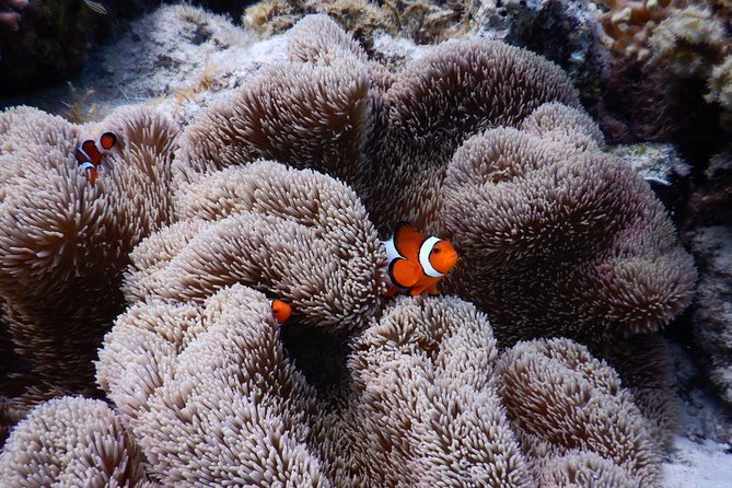 Sea Turtle Snorkel at Kerama Islands and Zamami Island - Maximum Travelers and Pricing