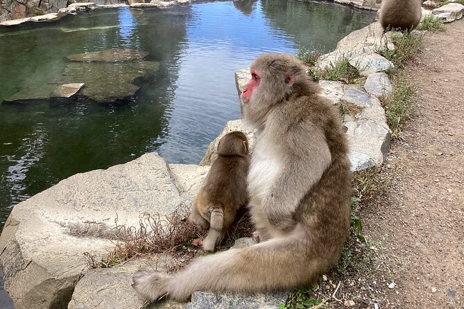 Snow Monkey Park Tour, From/To Tokyo, up to 12 Guests - Customer Reviews