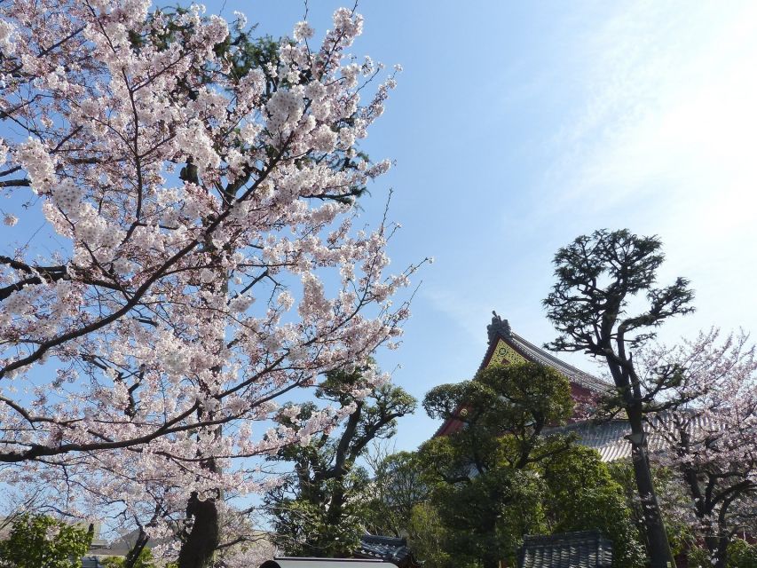 Tokyo: Private Cherry Blossom Experience - Important Information
