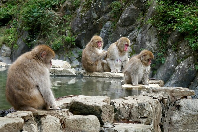 1-Day Private Snow Monkey ZenkoJi Temple & SakeTasting NaganoTour - Directions and Highlights