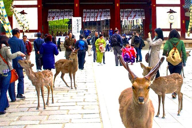 4-Day Private Kyoto Osaka Nara Sightseeing Tour With Guide - Directions and Logistics