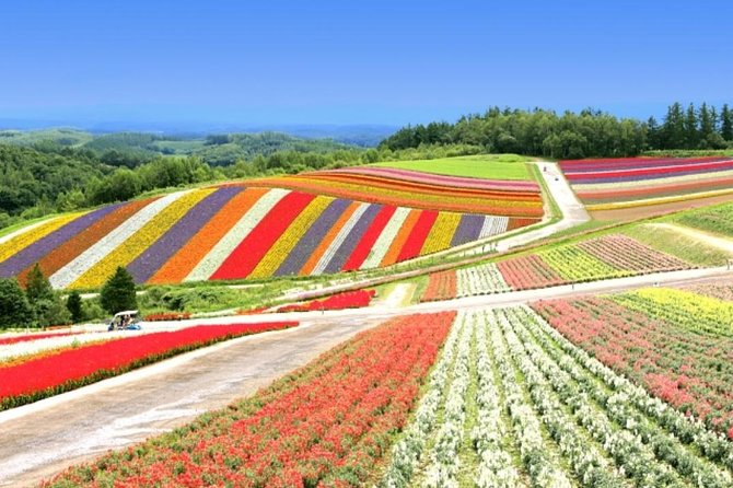 A Relaxing Day for Furano, Biei Blue Pond& Local Curry Lunch in Hokkaido! - Trip Highlights