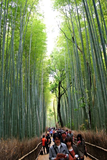 Arashiyama Kyoto: Bamboo Forest, Monkey Park & Secrets - Directions