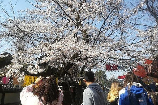 Cherry Blossom Highlights, Asakusa, Ueno, Imperial Palace Garden - Recap