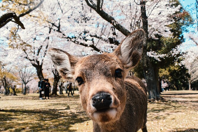 English Tour - Walk in Nara City - Frequently Asked Questions