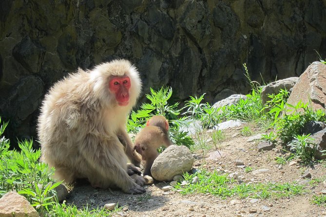 Explore Jigokudani Snow Monkey Park With a Knowledgeable Local Guide - Frequently Asked Questions