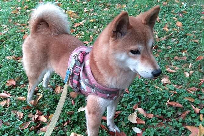 Exploring Everyday Life in Downtown Tokyo Walking With Shiba-Inu - Frequently Asked Questions