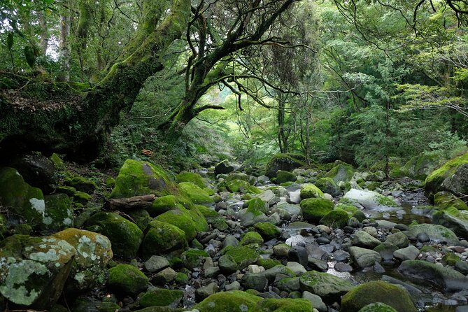 Half Day Forest Bathing in Hakone Geopark - Directions and End Point