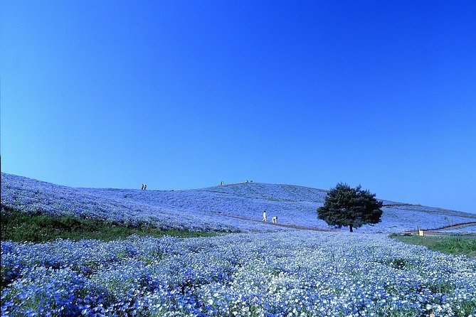 Hitachi National Seaside Park`s Flowers & Ashikaga Flower Park - Recap