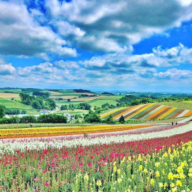 Hokkaido: Biei Blue Pond and Furano Flower Farm Day Trip - Customer Reviews and Testimonials