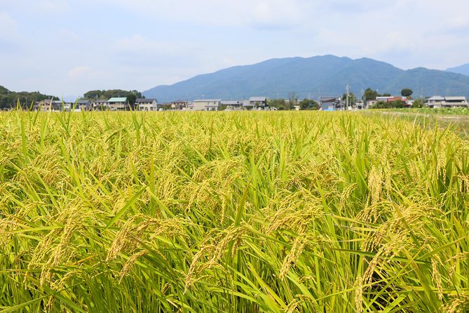 Japans Rural Life & Nature: Private Half Day Cycling Near Kyoto - Directions From Kyoto Station