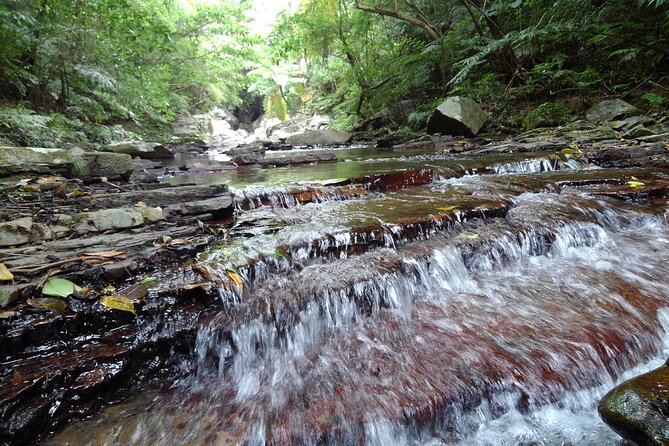 Jungle River Trek: Private Tour in Yanbaru, North Okinawa - End Point