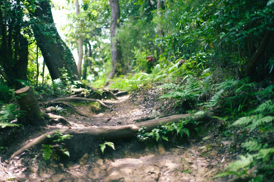 Kamakura Historical Hiking Tour With the Great Buddha - Activity Highlights