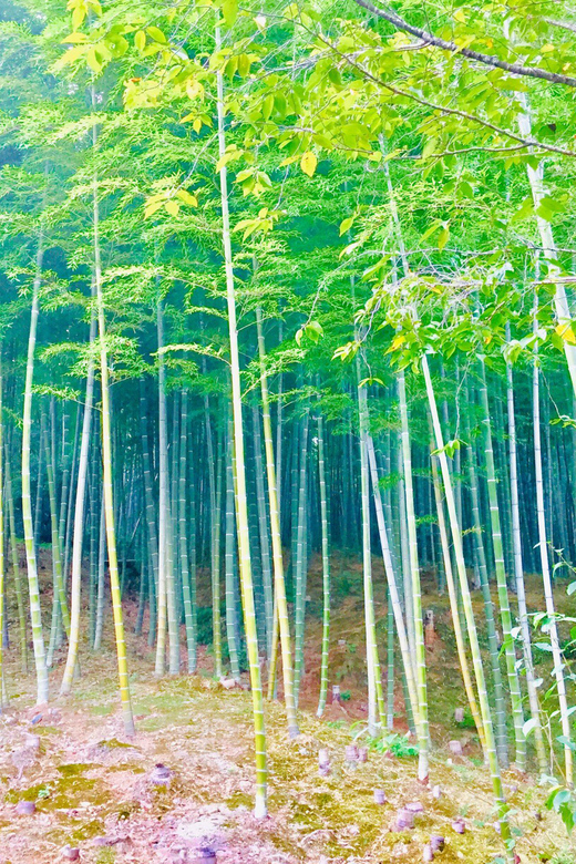 Kyoto, Arashiyama: Bamboo Grove Half-Day Private Guided Tour - Conclusion