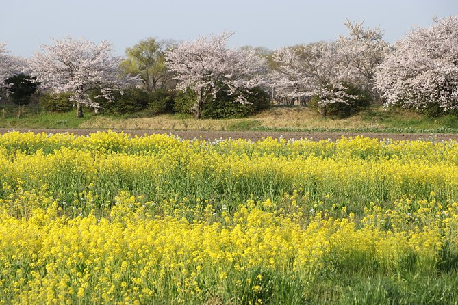 Kyoto Country Side Scooter Tour - Recap