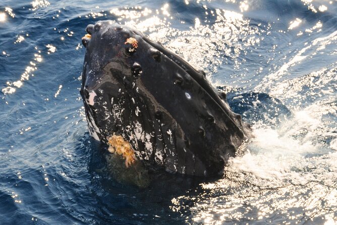 [Limited Time] From Onna Village (Maeda Fishing Port)! Whale Watching｜Completely Reserved Boat Charter Plan (4 Hour Course) - Additional Info and Cancellation Policy