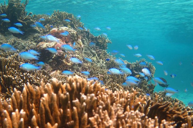 [Miyakojima Snorkel] Private Tour From 2 People Enjoy From 3 Years Old! Enjoy Nemo, Coral and Miyako Blue - Recap