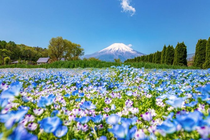 Mt. Fuji Flower Festival Tour With Ropeway Experience From Tokyo - Frequently Asked Questions