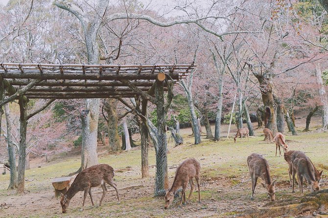 Nara Custom Full Day Tour - Recap