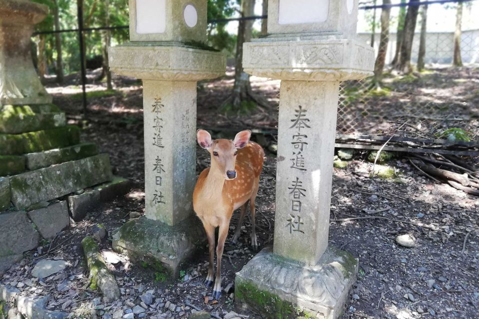 Nara: Half-Day UNESCO Heritage & Local Culture Walking Tour - Important Notes to Remember