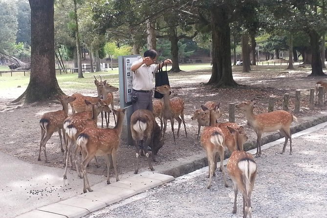 Nara Todaiji Lazy Bird Tour - Frequently Asked Questions