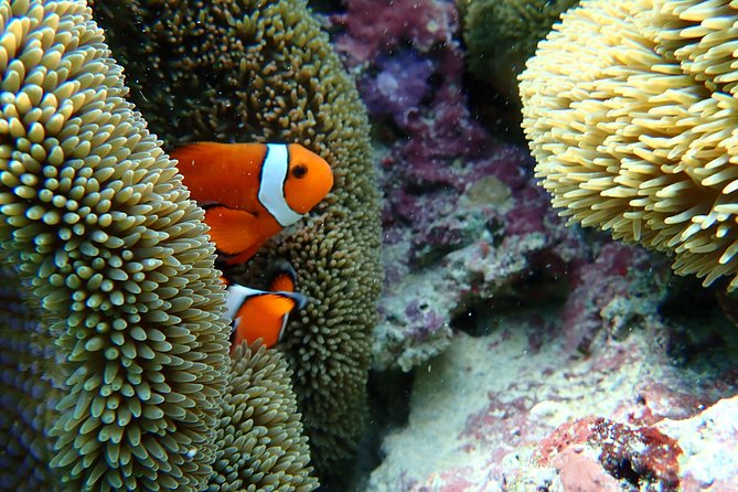 [Okinawa Miyako] Natural Aquarium! Tropical Snorkeling With Colorful Fish! - Recap